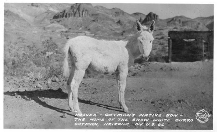 AZ095960.jpg